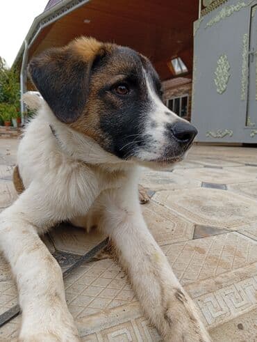 купить собаку в: İt – alanbay iti ilə alman qurdu cinsi - Rəng: ağ bədən, qara-ağ — 3