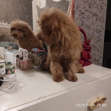 sir balasi: Pudel, 4 ay — 2