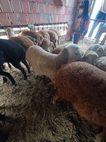 cins ineklerin qiymeti: Salam aleyküm ünvanımz binə atclk qiymet 200 den başdıyır 280 kimi — 4