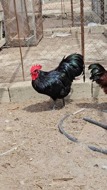 cücə və xoruz: Salam Ayam cemani,,. argenal.yumurtasi,cucesi.colpasi,,xoruzu.toyugu — 16