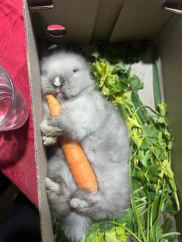 pitbul balaları: 🐰Dekorativ Lionhead bala dovsanlar 1 ayliq saglam, aktiv ve cox sirin — 1