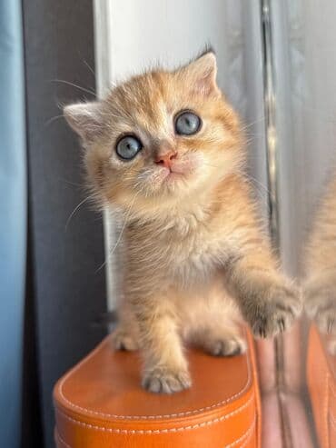 şotlan pişik: Şotland yastı qulaq, Erkək, Dişi, Yaxşı əllərə, Ünvandan götürmə, Pulsuz çatdırılma, Ödənişli çatdırılma — 69