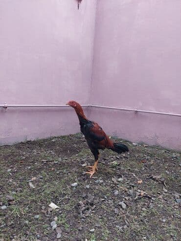 в добрые руки котята: Salam.Temiz qandan olan Heyratı xoruzudur.Hele 5 ayliqdir boyu — 4