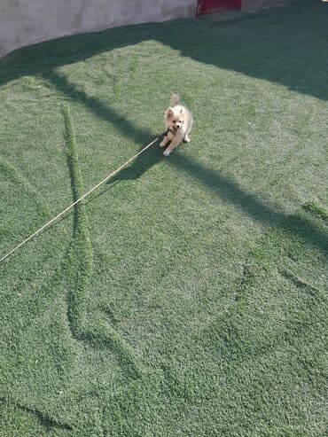 отдам в добрые руки шпица: Шпиц — 3