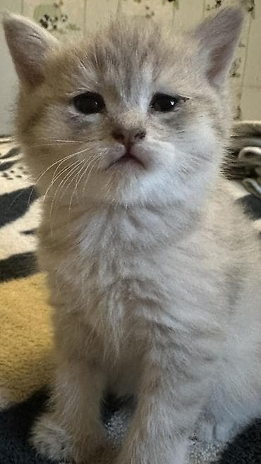 maraqli pişik adları: Britan — 2