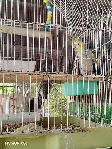 feniks quşu: Nimfalara (Cockatiel) aid quşlar - Növ: Nimfa (Cockatiel), daraqlı — 10