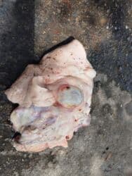 Qatıq: Keci sudu satilir.Qiymeti 3 manat.catdirilma var(odeniwli)!!Baki wheri — 6