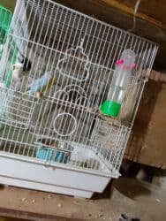 попугай ара цена: Salam bala cavan qusdardi isimle əlaqeli yeni teze duzeldim baxan — 4