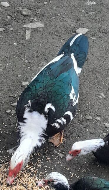 Erkək, | Kuban, Ətlik, Ünvandan götürmə — 3