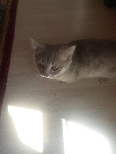 Pişiklər: Yaxşı əllərə — 1