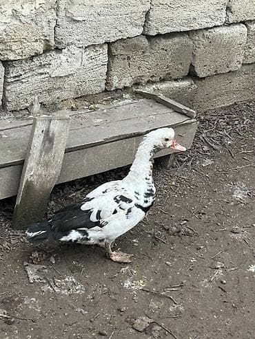 Muscovy (indoutka) ördəkləri - Qara‑ağ rəngli, naxışlı lələk örtüyü -