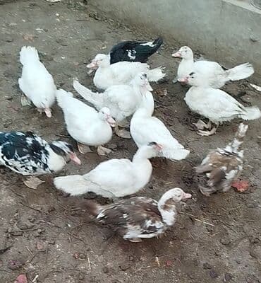 12 edəd yerli lal ördək satlir — 4