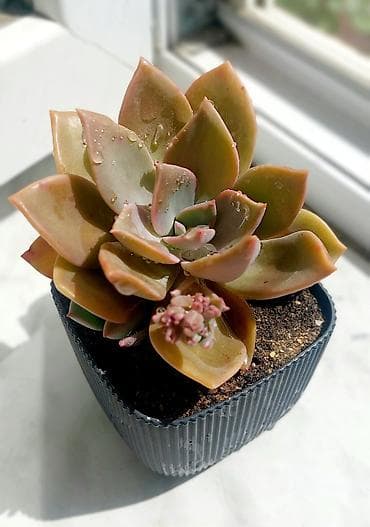 Qara plastik qabda olan bu şirəli bitki otağınıza və ya ofisinizə