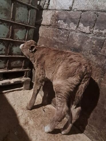 Akvariumlar: Dana, buzov, Erkək, Simental, ay: 5, Damazlıq — 10