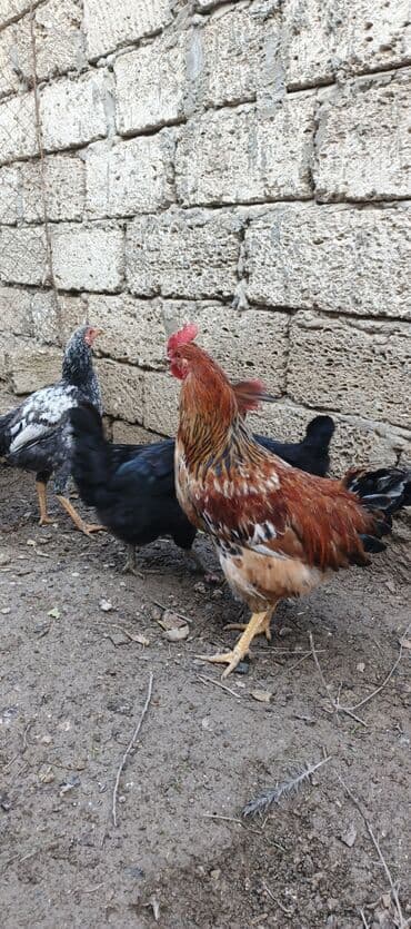 Akvariumlar: Məhsul: salam öz böyütdüyüm beçelerdi təzə ayıliblar 7ayliqdi 3 xoruz — 4