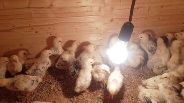 sort toyuq: Toyuq cücələri, Ətlik — 1