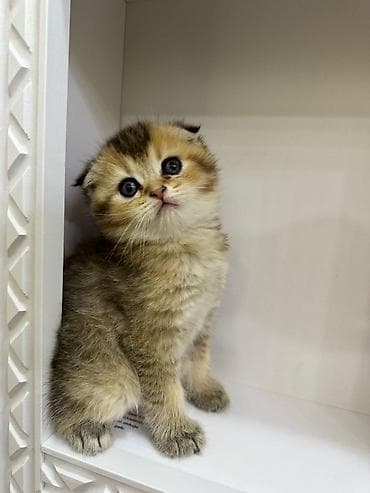 şotland bala: Şotland yastı qulaq — 4