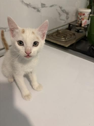 cins pisik cutlesdirme: Van, Yaxşı əllərə, Ünvandan götürmə — 7