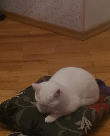 Erkək, Yaxşı əllərə