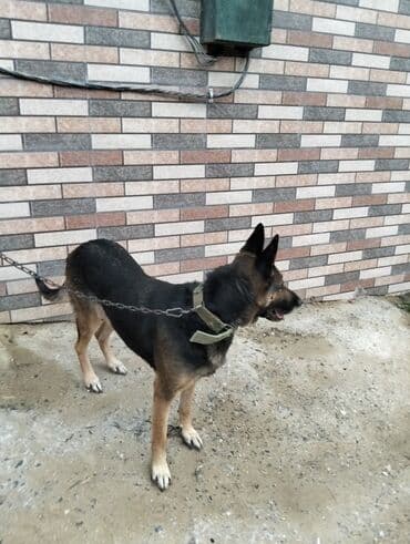 gencede it satisi: Alman çoban iti, 2 il, Dişi, Peyvəndli, Ünvandan götürmə — 7