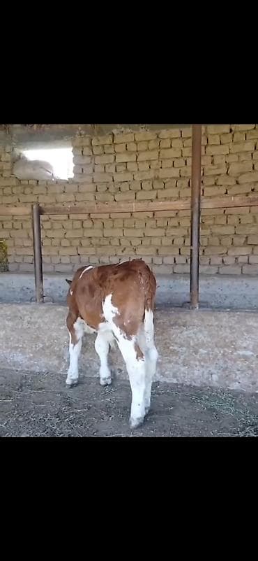 Телята: Satılır: 3 baş cins buzov - Növ: ətlik-südlük istiqamətli simmental — 8