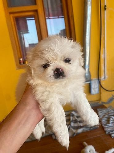 İtlər: Pekines, 2 ay, Dişi, Ünvandan götürmə — 1