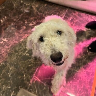 sahibsiz itlər: Pudel, 8 ay, Dişi, Sənədli, Ünvandan götürmə — 1