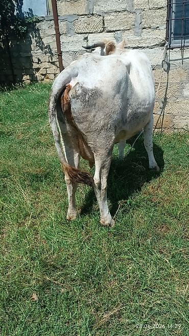 С/х животные и товары: Birinin qiyməti 1700 Ağ rəngli, qısa buynuzlu inək - Tip: Yerli — 3