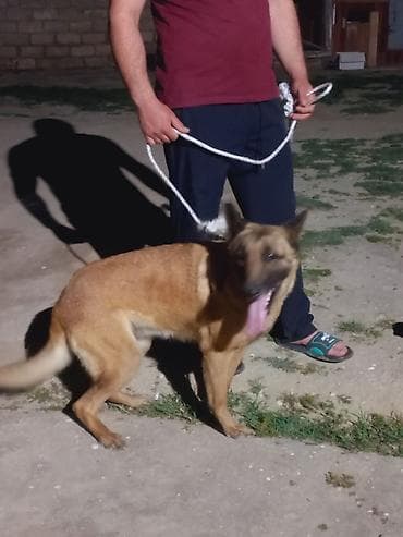 itler sekilleri: Belçika çoban iti, 2 il, Dişi — 3