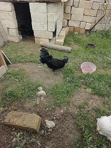 ligorin toyuq: Toyuq, Damazlıq — 7