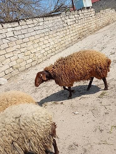 qara ag quyruq: Erkək, Qala, il: 1, Damazlıq, Ünvandan götürmə — 2