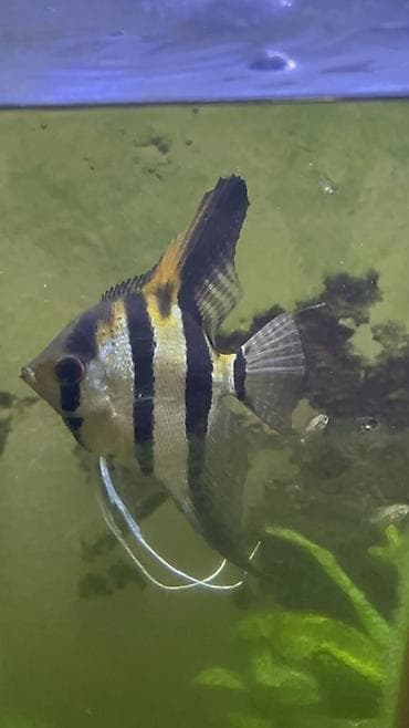 qus sekilleri cekmek: Mələk balığı (skalyari), Sülhsevər — 2