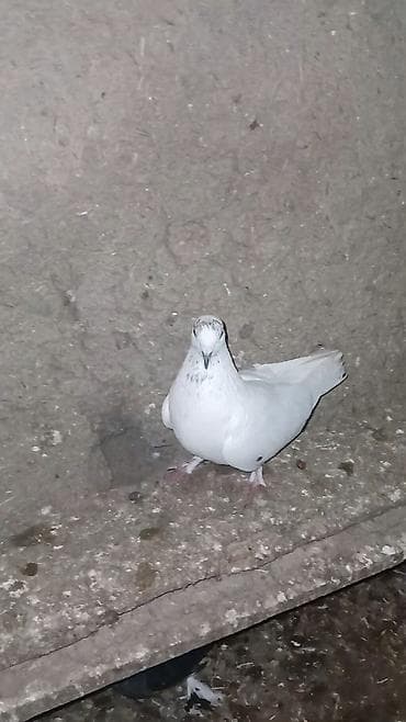 Balıqlar: Erkək quşdur 5 manata satılır. Tərgitmədir. Ünvan Cəlilabad. bəzi — 2