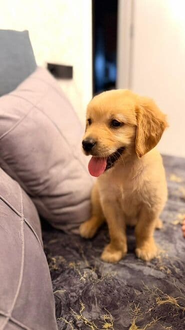 labrador retriever: Retriever, Dişi — 3
