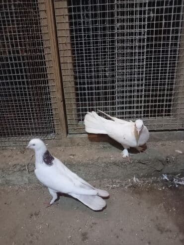 pavlin goyercin: Salam ənni quyrug göyərçin iki tük sarı quyrug və boynu güllü — 6