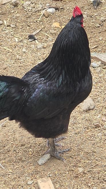 kend toyuqları: Toyuq, Damazlıq — 2