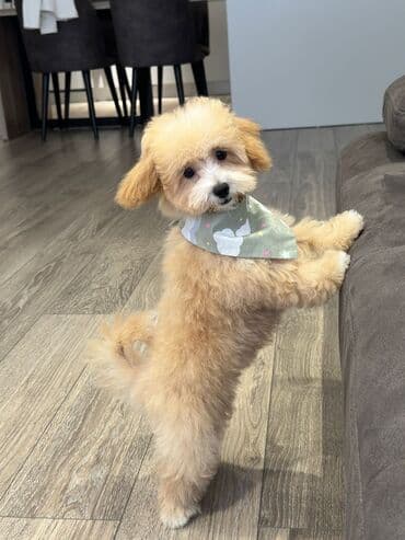 мальтипу купить: 4 ay, Dişi, Peyvəndli, Ünvandan götürmə — 2