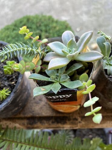 ev qizdiricilari: Xalça — 62