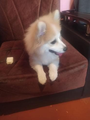 Şpitz, 2 il, Erkek, Peyvəndli, Ünvandan götürmə