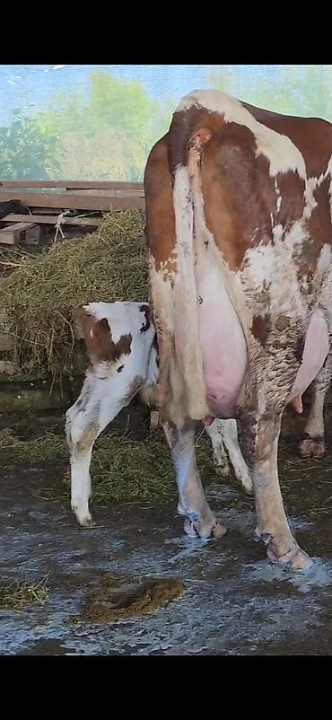 ineklər: Simental inek inci balasi erkək 4 gunluk bala ile 38.40 lt sudu var — 3