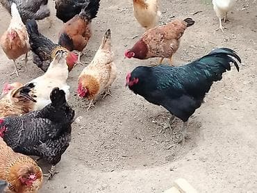 sort toyuqlar: Toyuq, Yumurtalıq — 5