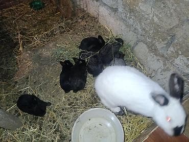 tap az ev quslari: Satılır: dekorativ dovşanlar (ana dovşan və balaları) Məhsul təsviri — 3