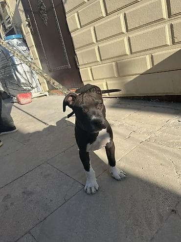 itler haski: Pitbul, 2 ay, Erkek, Peyvəndli — 1