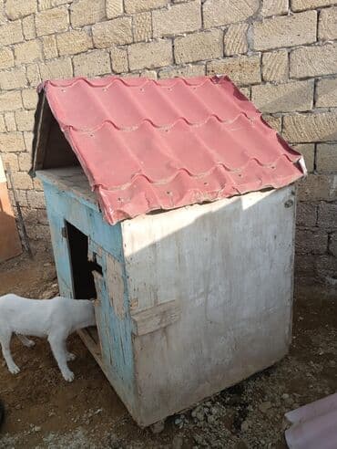 Gəmiricilər: Təcili satılır hündürlüyü 1.60eni 1 metr uzunluğu 1.50 bircə kraska — 2