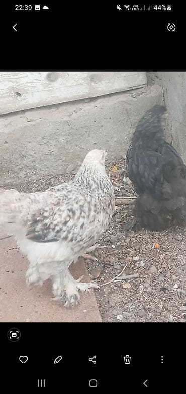 kend cucesi: Cins toyuq balaları – tüklü pəncə (pəncələri lələkli) ləhçəli — 2