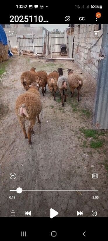 ucuz quzular: Satışda – quyruqlu ətlik qoyunlar sürüsü. Xüsusiyyətlər: - Qoyun — 1