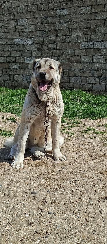 kangal iti satisi: Kanqal, 2 il — 5