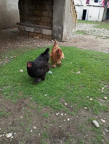 gəncə toyuq satan: Toyuq, Brama, Yumurtalıq — 5