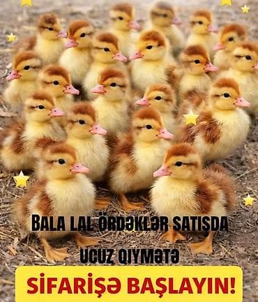 alabai balası: Məhsul: Bala lal ördəklər Təsvir: - Lal ördək cinsinin balaları — 1
