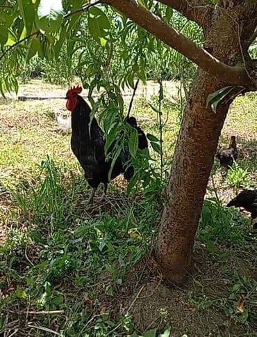 çoban iti satisi: Avstroloq toyuqlarinin yumurtasi 1 manata satilir temiz qandi — 1